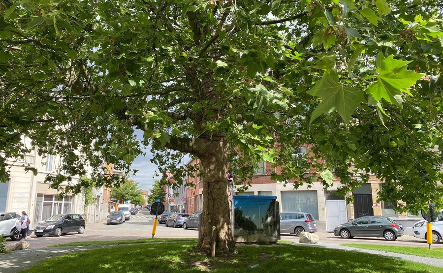 Toekomstboom
